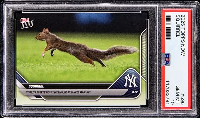 2025 Topps Now New York Yankees Squirrel #596 card image